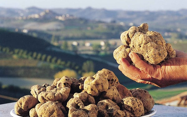 DH Villas - Tartufo Bianco di Sant'Angelo