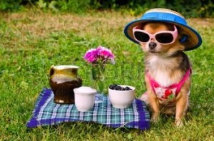 11693935-piccolo-cane-chihuahua-vestito-che-indossa-cappello-di-paglia-e-occhiali-relax-nel-prato