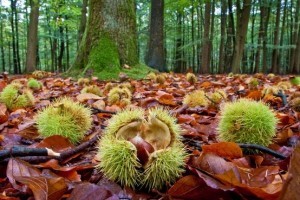 chestnuts