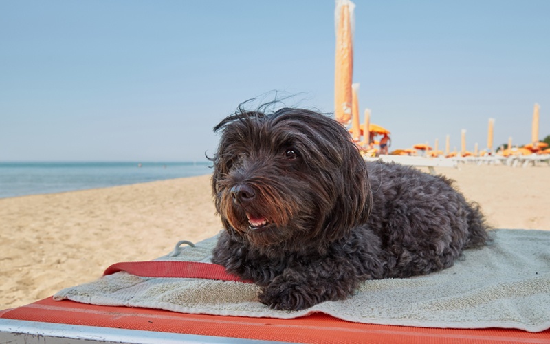 spiagge-per-cani