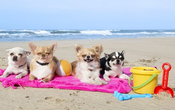 DH Villas - Pet friendly holidays in Le Marche region
